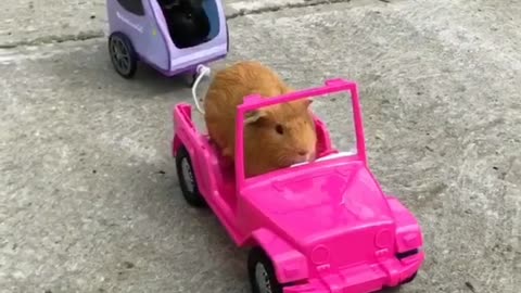 Guinea pigs enjoy cruise during lovely summer day