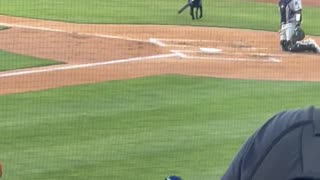 Dog Retrieves Bats At Baseball Game