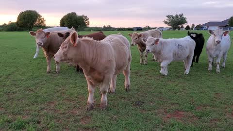 Cute curious cows