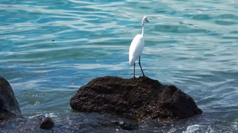 heron enjoying the waters