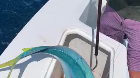 Sky blue Mahi