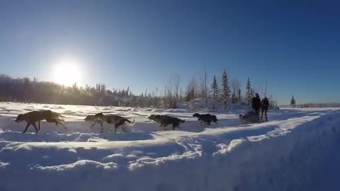 Dog Mushing Tour in Alaska - GoPro Hero 4 Black + Gimbal