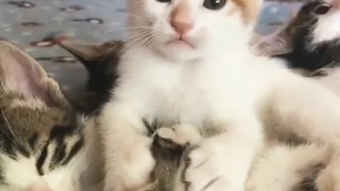 Funny Pet Meow Meow | playing with Meow