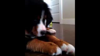 BMD puppy learns tricks