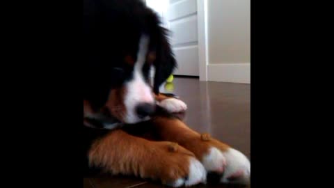 BMD puppy learns tricks