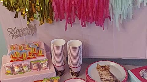 Cat and Gummy party