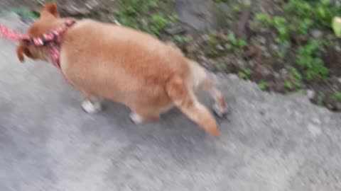 FAT dog's morning walk with grandma