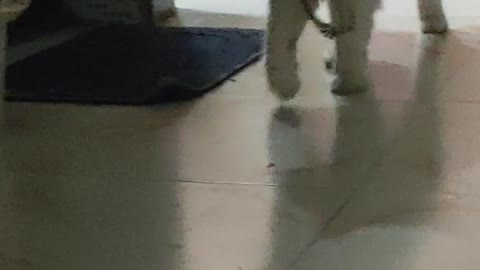 Persian Cat walk