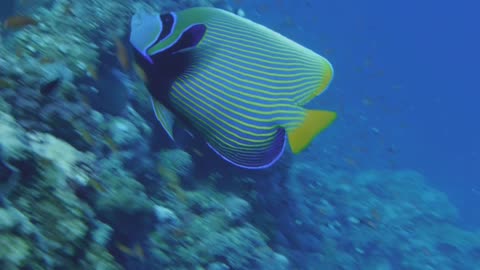 Fish Sea Animal Coral Reef Aquarium