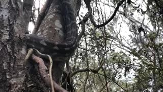 Coastal Python Slithers Up Tree
