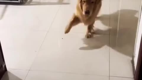 Golden Retriever mocking owners broken leg 😂