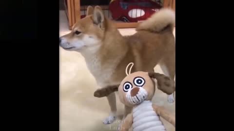 The Dog Is Scared By The Sound Of A Toy (REALLY FUNNY)