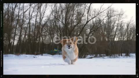 Little funny corgi fluffy puppy walking outdoor at the winter day4