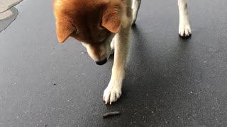 Caterpillar Startles Curious Dog