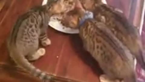 Gatitos trepan a su dueña exigiendo su desayuno