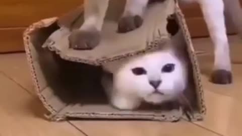 Best Funny Cute Cats Viral Clips 😹 #funny Pet Animals #shorts😂