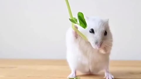 Here's how the cute hamster's day-to-day life is