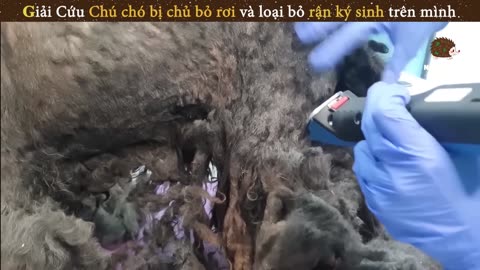 Rescue the Poor Dog Abandoned and Infested with Parasites