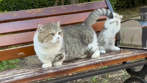 "🌺🐈Adorable Moments: Watch the Heartwarming Interactions Between a Cat🐈🌺💘 and Her Cute Kitten"