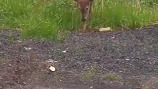 Feeding A Wild Deer