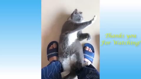FUNNY DOG AND CUTE CAT MOVES