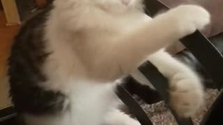 Grey white cat plays with owner