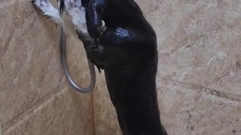 A dog who chose to bathe himself because his master was uncomfortable.