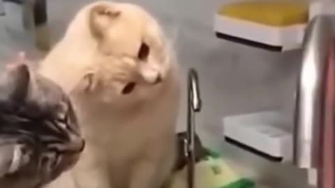 Cats seeing water, funny cats and dogs completion,Try not to laugh