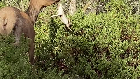 Elk Flings a Rabbit Around by the Foot