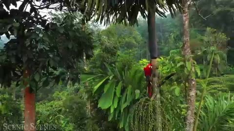 Animals of Amazon 4K - Animals That Call The Jungle Home | Amazon Rainforest Scenic Relaxation Film