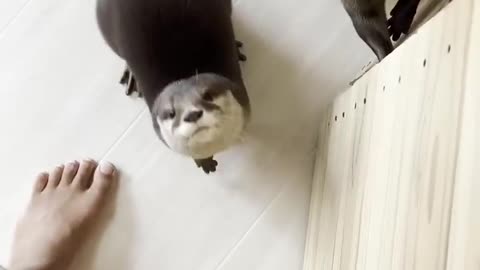 Two otter begging is adorable.