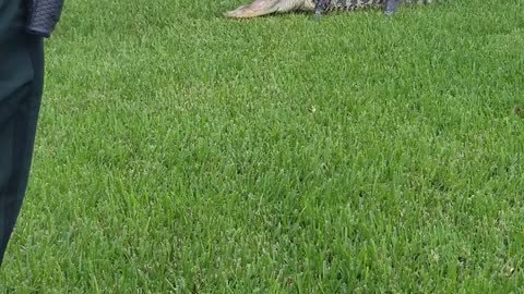 Gator at the Front Door