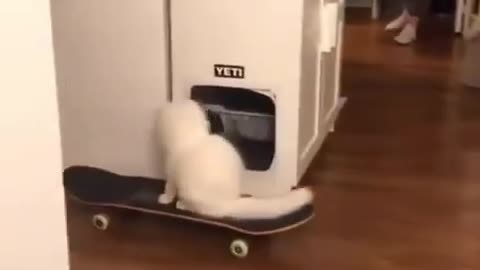 Yeti is learning to skateboard before me 😹