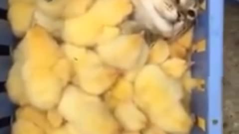 Cat relax with baby chicks.