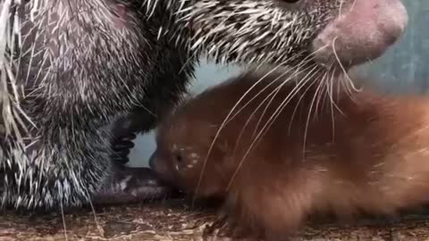 Newborn baby porcupine.