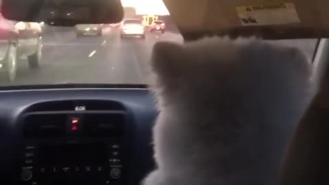 Dog Loves Going On Long Road Trips
