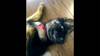 German Shepherd puppy reacts to new harness