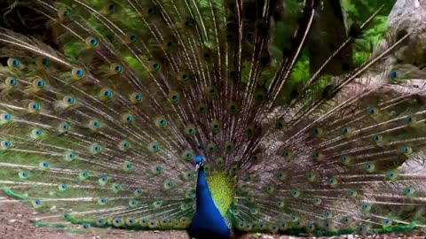 Cutest Peacock dance with music