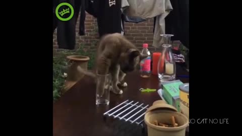 Silly cat video