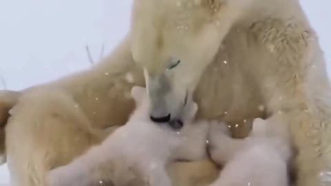 polar bear