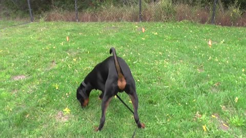 Instructions to prepare a Doberman shortly a day: following. Stage 1