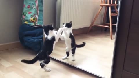 Funny cat video ,show mirror