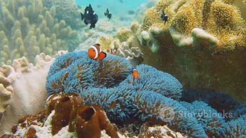 The Coral Triangle: Biodiversity Hotspot of the World's Oceans