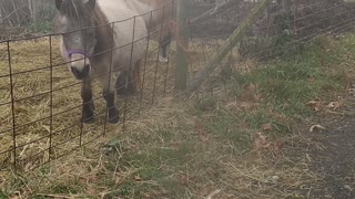 Miniature Horses Are Playing In The Fog
