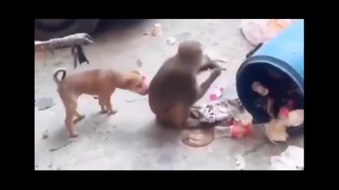 #monkey dog fight