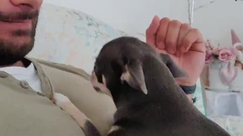 Cute Dog Can't stop Kissing and i reject her!