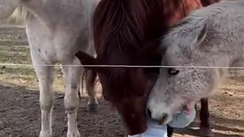 Horses Just KNOW