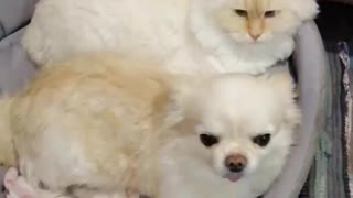 Friendship of a cat with a dog