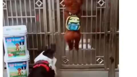 Dog Trying to Climb Door