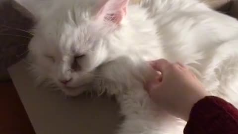 White Cat is Very Tit Sleep | White Cat Funny Habits I Love Cats
